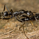 After a raid, a Matabele ant carries an injured mate back to the nest. (Image: Erik Frank)